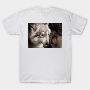 Wolf portrait closeup with bright blue eye T-Shirt